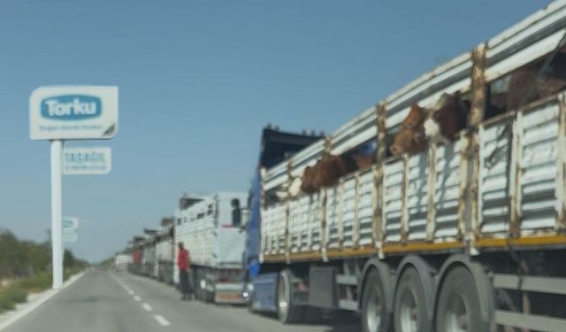 Konya Şeker’in çiftliği ithal hayvan deposuna döndü