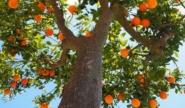 Avrupa yasakladı, Türkiye ruhsat verdi: Spirotetramat skandalı!