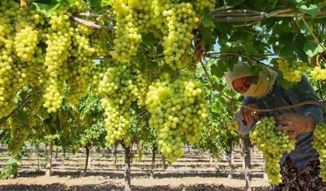 TMO çekirdeksiz kuru üzüm alım fiyatını açıkladı: Kilogramı 120 tl