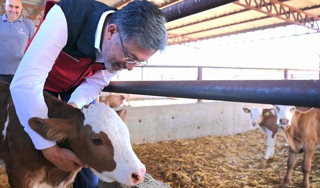 Şap Skandalı: Aşılama oranı yüzde 51, hayvan pazarı açıldı