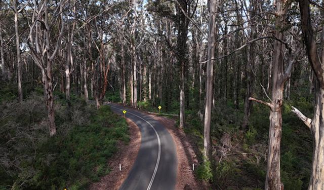 Susam tanesi boyunda böcek Avustralya tarımını çökertiyor