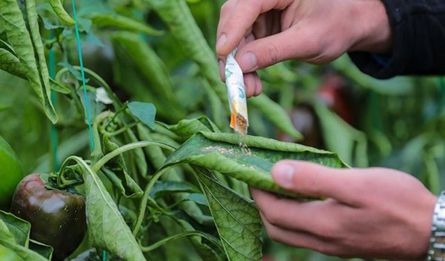 Pestisit ruhsatında şaşırtan tablo: Çiftçi reçeteyle alıyor, kimyacı ruhsat veriyor!