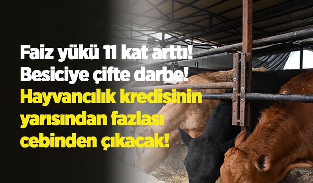 Faiz yükü 11 kat arttı: Besiciye çifte darbe! Hayvancılık kredisinin yarısından fazlası cebinden çıkacak!