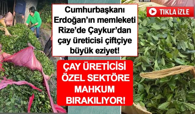 ÇAYKUR üreticiyi özel sektöre mahkum etti: Rize’de çay alımında büyük kriz!