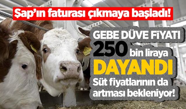 Şap'ın faturası çıkmaya başladı: Gebe düve fiyatı 250 bin liraya dayandı!