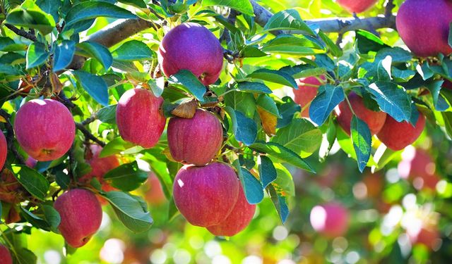 Çivril’in elması sofraları ve pazarları fethediyor: Rekolte ve fiyatlar çiftçiyi güldürdü