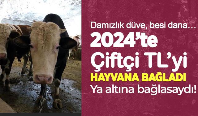 2024’te çiftçiler canlı hayvana 465 milyar TL harcadı: Büyükbaş ve küçükbaşta ithalat bağımlılığı artıyor