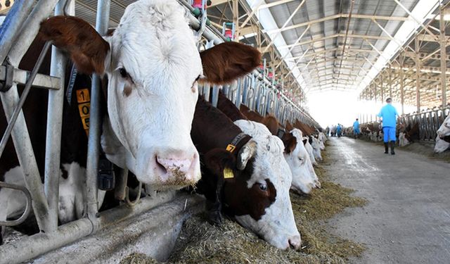 Süt yemi fiyatı 50 kiloda 736 TL’ye çıktı! USK Eylül ayı yem fiyatlarını açıkladı