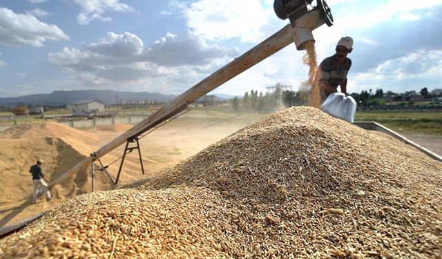Arpada 900 TL’lik fark: TMO’nun hububat satış fiyatı piyasaları nasıl etkileyecek?