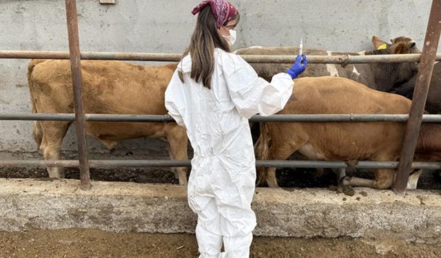 Aşı skandalı Tarım Bakanlığını harekete geçirdi: İki müfettiş Iğdır’da inceleme başlattı