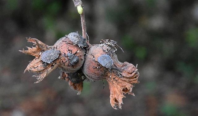 Kahverengi kokarcaya karşı samuray arısı devrede! 1 milyon hanede ilaçlama yapıldı