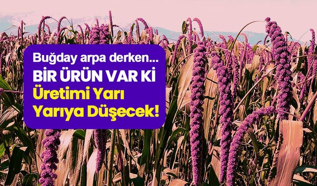 Buğday, arpa derken bir ürün var ki üretimi neredeyse yarı yarıya düştü!