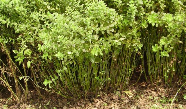 Arıcılığın ve kozmetiğin hammaddesinde büyük kayıp: Oğul Otu üretimi yüzde 52,1 düşüşle alarm veriyor!