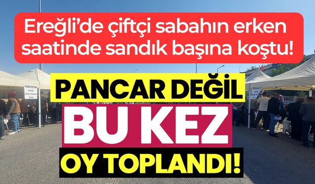 Ereğli’de pancar kooperatifi seçiminde çiftçi sandığa koştu: Yarışı Yunus Çelik önde götürüyor