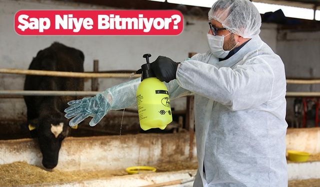Şap niye bitmiyor?