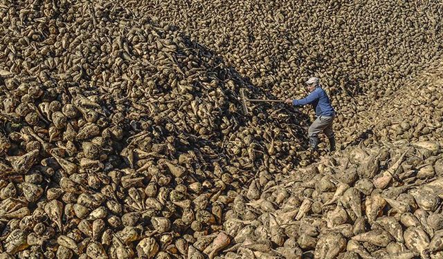 Çiftçinin tepkisi sonuç verdi: Türkşeker pancar fiyatında revizyona gitti