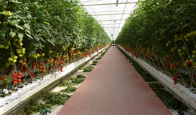 Faiz desteğinde yüzde 50 şoku! Sera-Bir Başkanı: "Türk Seracıları Ayakta Kalmakta Zorlanacak"