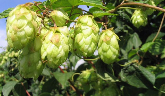 Şerbetçi otu üretimi yüzde 61,1 azalıyor! Peki sağlık ve ekonomideki bu bitkinin önemi ne?