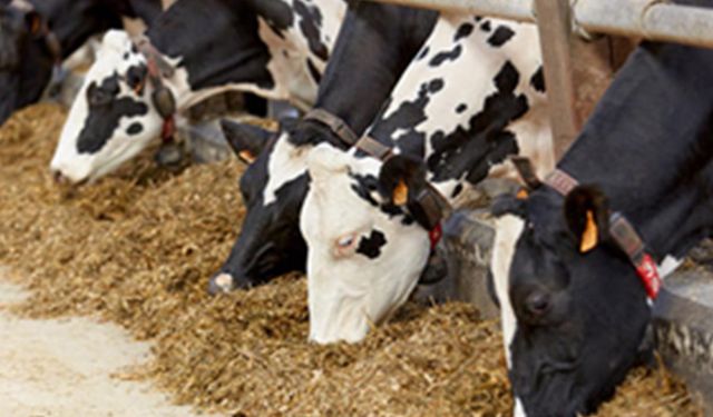 Ulusal Süt Konseyi yem fiyatlarındaki artışı ortaya koydu: Saman yüzde 15 arttı