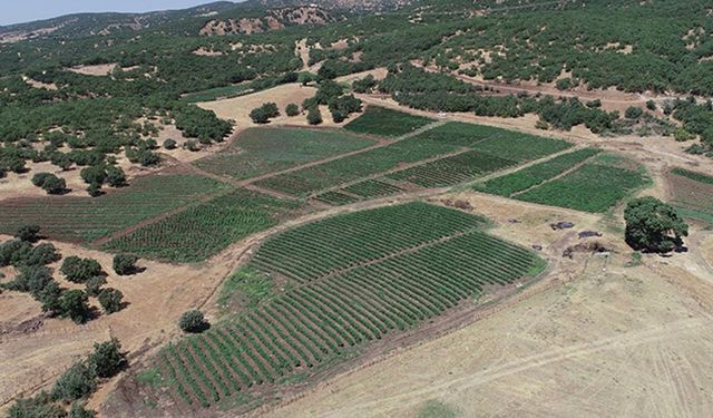 Bingöl’de işlenmeyen tarım arazilerinin kira bedeli 1500 liradan başlıyor