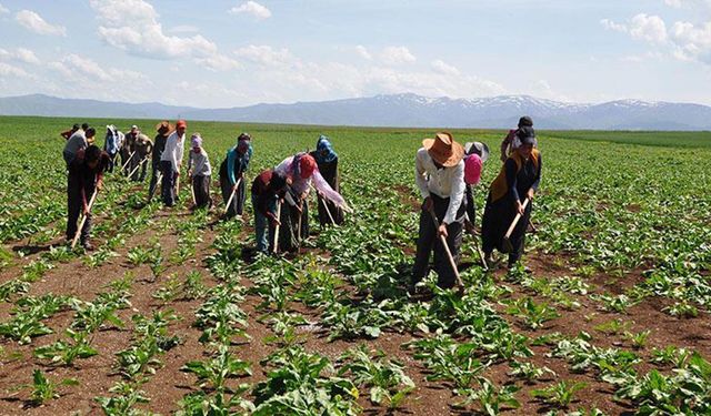 Tarımda mafyalaşma uyarısı: Yasal düzenleme gelmezse Türk tarımı tehlikede!