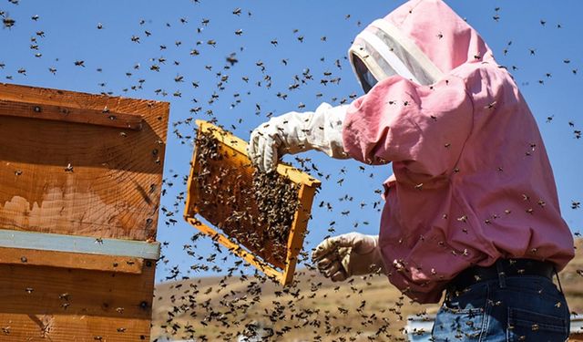 Destek fırsatı uzatıldı: Bakanlık duyurdu arılı kovan desteğinde son başvuru tarihi 14 Kasım!