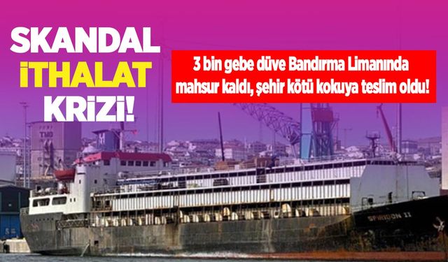 Skandal ithalat krizi! 3 bin gebe düve Bandırma Limanında mahsur kaldı, şehir kötü kokuya teslim oldu!