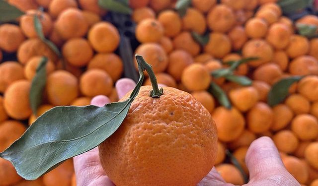 Küresel mandalina pazarı strateji oyununa döndü: Arz-talep savaşı kızışıyor