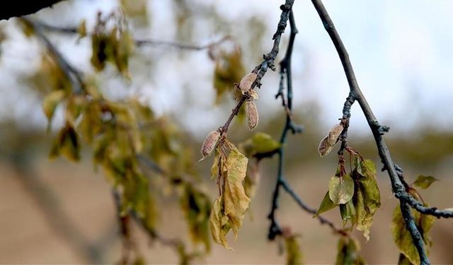 Zirai don desteklerinde ödemeler sürüyor: İki büyük tarım ilinde çiftçiye 1,7 milyar destek ödemesi yapıldı!