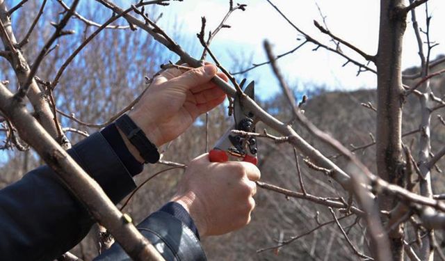 Meyve ağaçları hangi aylarda budanır? İşte bu kurs tam size göre