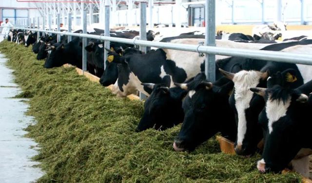 Ekonomik kriz hayvancılık sektörünü vurdu: Konya’daki meşhur besi çiftliği iflas etti