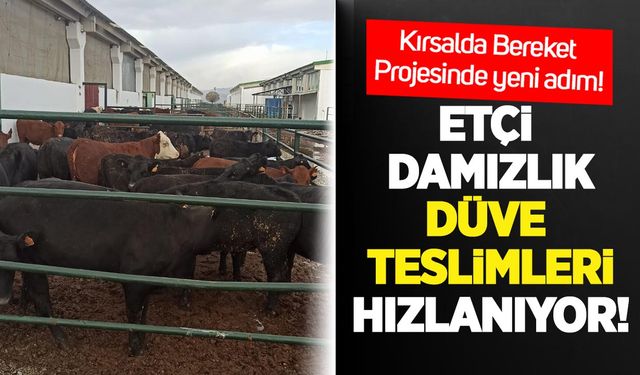 Kırsalda Bereket Projesi’nde yeni adım: Etçi damızlık düve teslimleri hızlanıyor