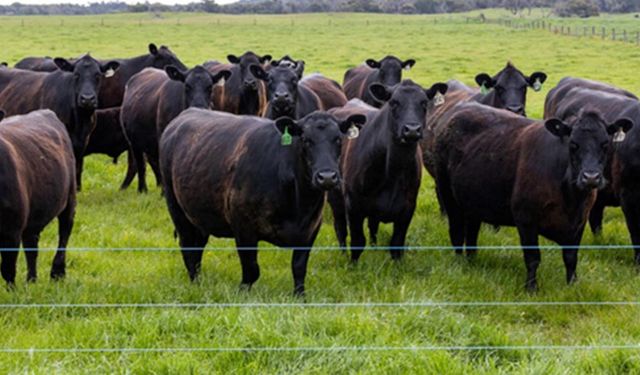 TİGEM’den Kırsalda Bereket Projesi 1. etap 8. grup açıklaması: Etçi ırk gebe düve fiyatı 120 bin TL