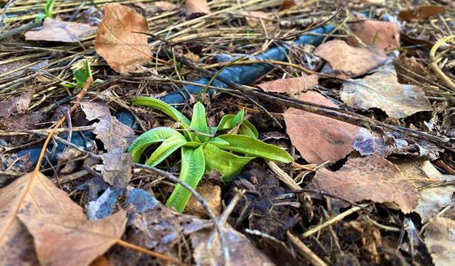 Bayburt tarımında yeni sayfa mı? Salep denemeleri umut verdi