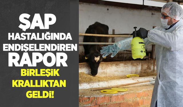 Şap hastalığında net veriler Türkiye’den değil, UK Tarım Bakanlığı’ndan geldi