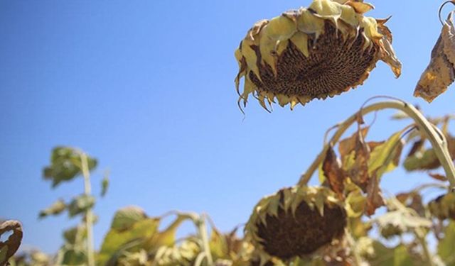 Erzurum Pancar Ekicileri Kooperatifi’nde ayçiçeği krizi büyüyor: Çiftçiye 200 milyon lira ödenemiyor