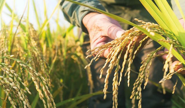TMO’nun çeltik fiyatı üreticiyi tatmin etti mi?