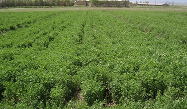 2026'da Hakkari’de hangi ürüne destek var? Havza havza güncel ürün listesi