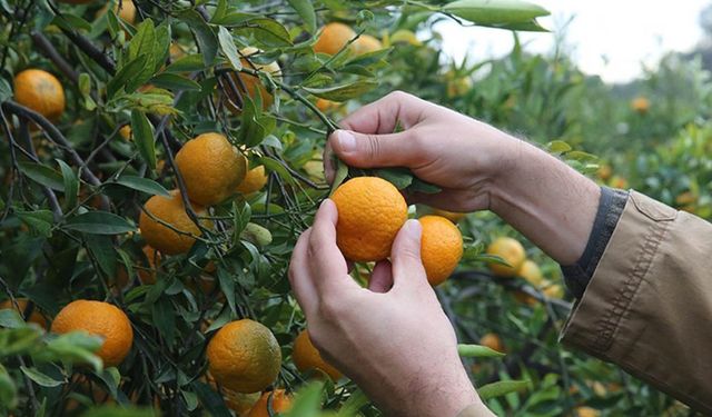 Muğla’da başlıca tarım ürünleri ve üretim takvimi: Hangi üründe Türkiye lideri?