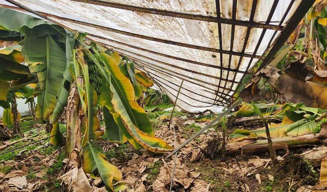 Mersin Anamur’da dolu muz ve çilek seralarına zarar verdi