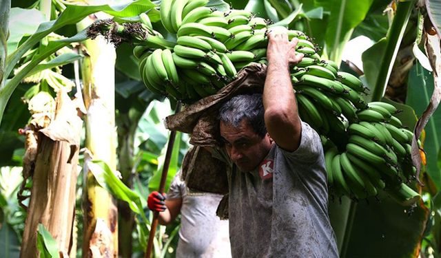 Mersin’de tarımın yıldızları: Limon, muz, kabak ve mandalina
