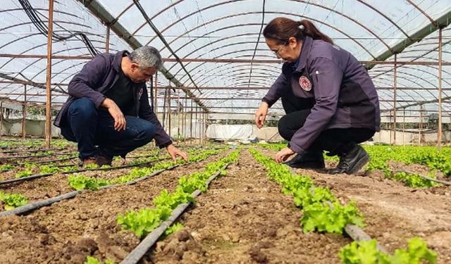Hazine arazisinde kapalı ortam üretim yapanlar dikkat: Askı listeleri yayımlandı