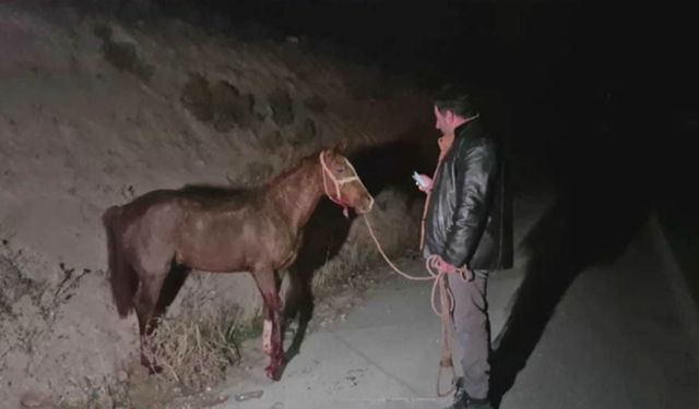 Sultansuyu Tarım İşletmesi’ndeki tay ölümleri Meclis’te