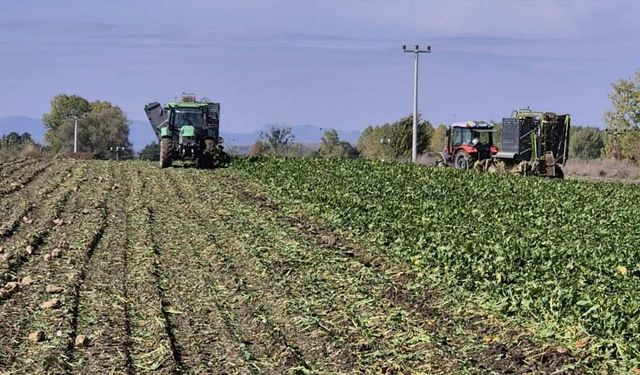 Pancar üretiminde Türkiye’de bir ilk: Özel fabrikanın ekim alanı değiştirildi, Bakanlık mahkemelik oldu
