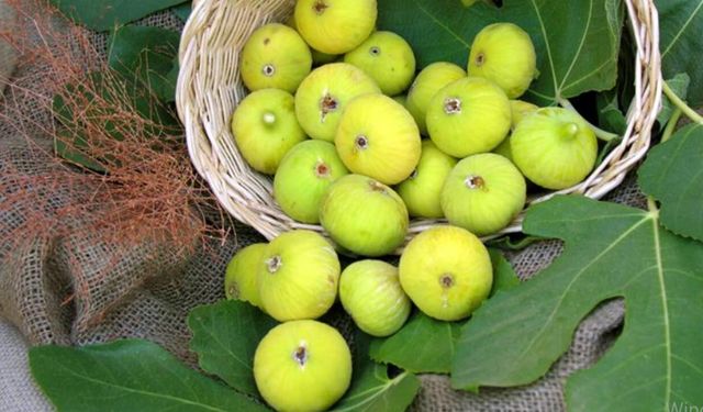 Aydın’da meyve üretimi sıçradı, tarla ve sebzede gerileme dikkat çekti