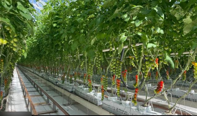 Muş Alparslan Üniversitesi’nde dikkat çeken araştırma: Bitkilere elektrik verilerek verim artırılabilir mi?