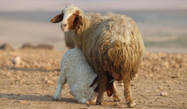 TİGEM küçükbaş hayvancılık desteğinde kapasite alarmı: 150 bin koyun projesi gen kaynaklarını tehdit mi ediyor?