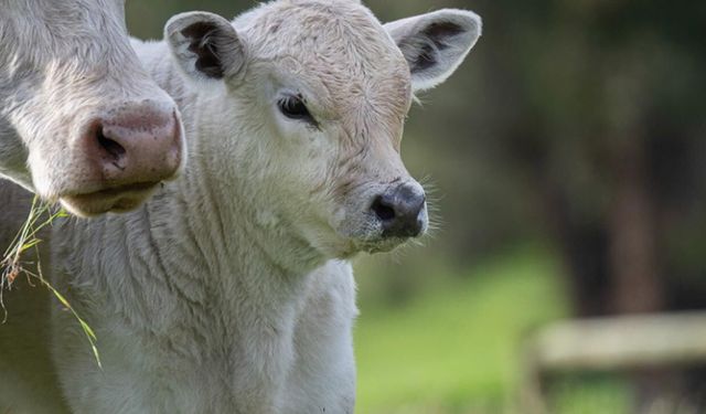 Buzağı bakımında kritik 'ilk 2 saat' uyarısı: O hatayı sakın yapmayın!