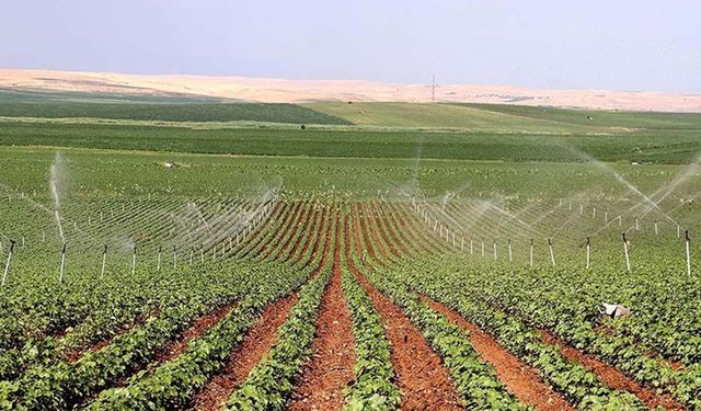 Diyarbakır havza destekleri 2026: İlçelere göre desteklenen ürünler