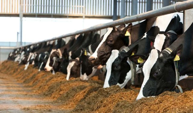 2026 yem maliyeti hesaplandı! Amasya DSYB’den 50 anaçlı işletme için altın rehber